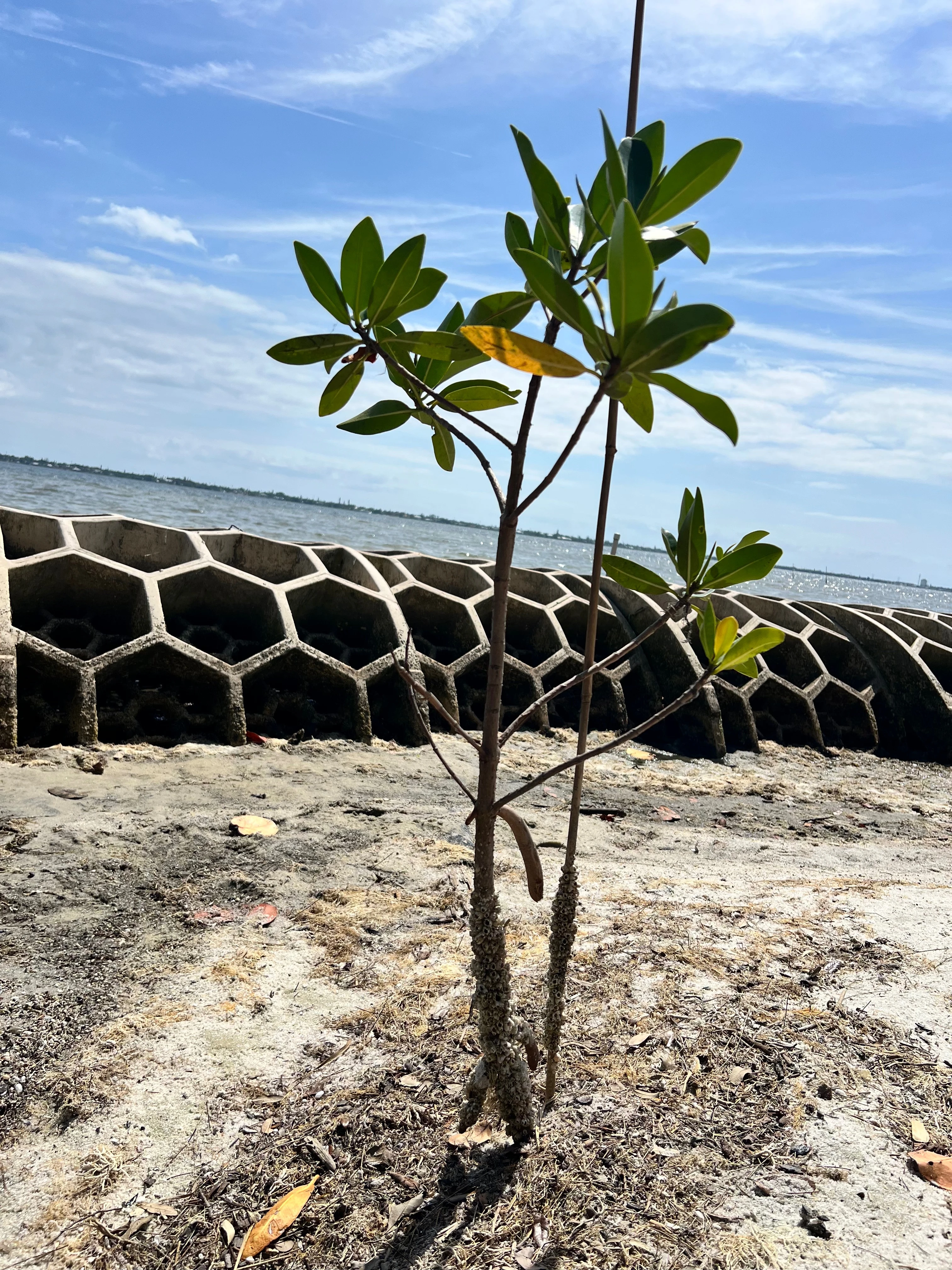 Young mangrove growing beside Reef Arches along a Florida shoreline