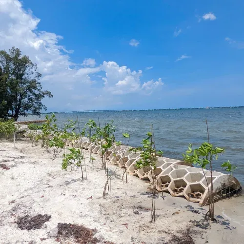 Reef Arch breakwater and newly planted shoreline at Lagoon House