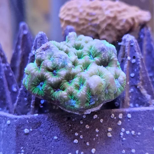 coral close_1762878230955-DUoMpDrp