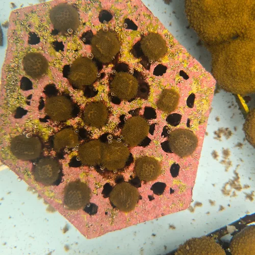 mustard hill coral_1762878230955-_nwtqxhL