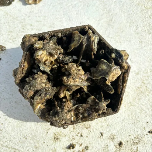 oysters_1762880746025-DQ8CZCf8